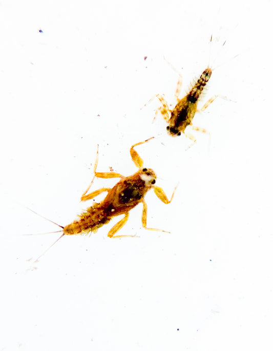 101 Entomology