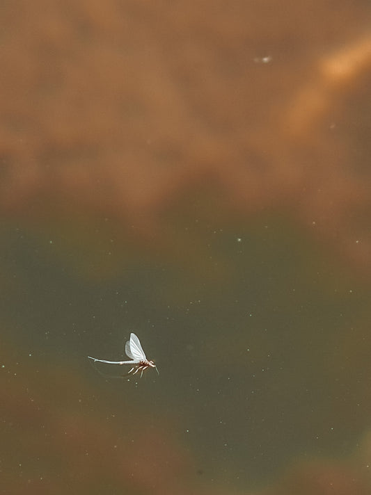 October 11th - Beginner Women's Fly Fishing Clinic