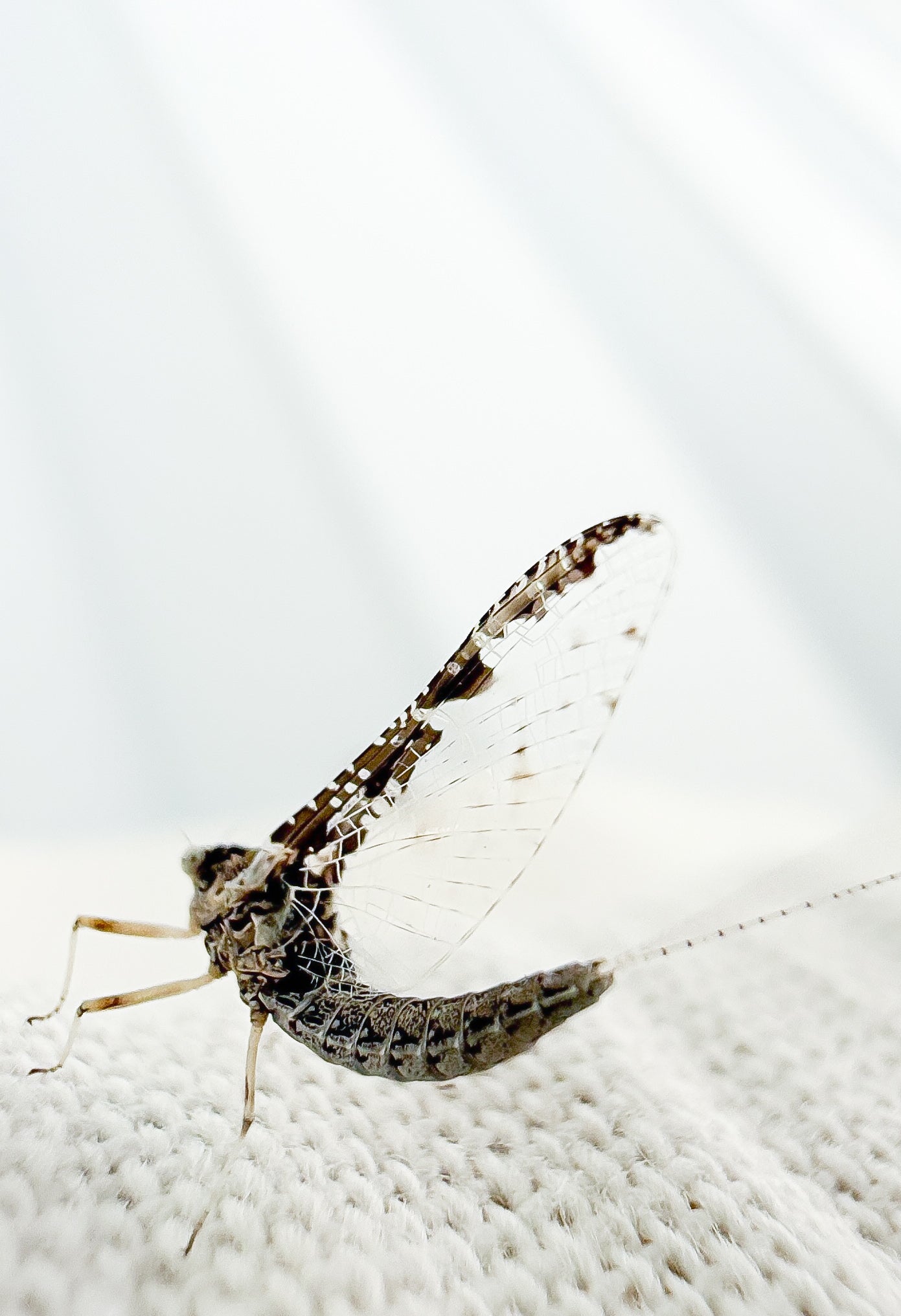 August 11th - Beginner Women's Fly Fishing Clinic