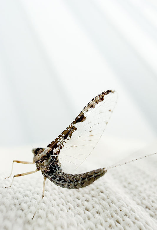 August 11th - Beginner Women's Fly Fishing Clinic