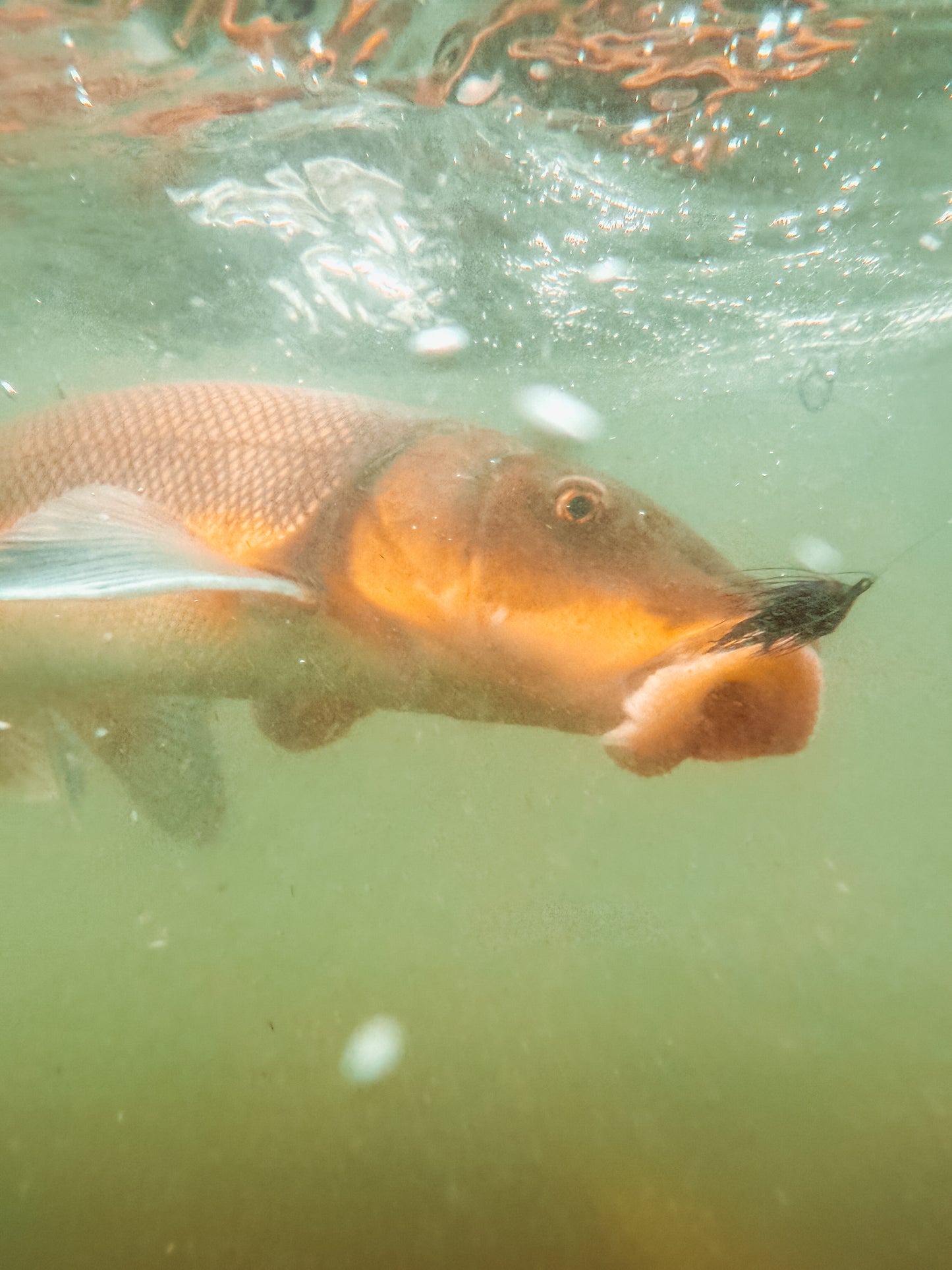 October 3rd - Beginner Women's Fly Fishing Clinic